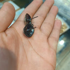 Oxidised kundan Tops || 1 pair ||