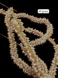 Rice Loreal || Premium Quality ||