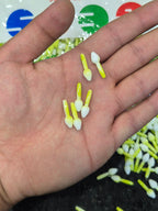 Mogra kali || Imported ||